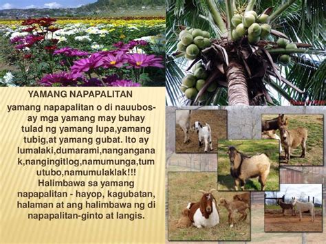 likas na yaman ng quezon city|Likas Na Yaman Ng Pilipinas .